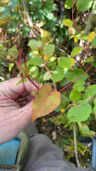 Fallopia cilinodis