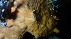 Spirastrella hartmani