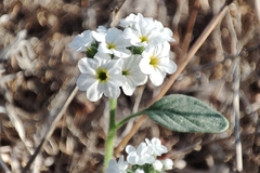 Heliotropium europaeum