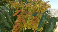 Ailanthus altissima