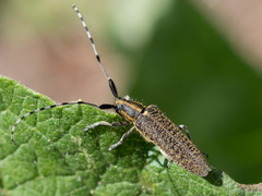 Agapanthia villosoviridescens