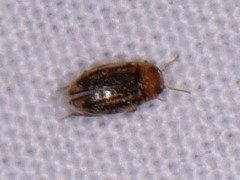 Neobidessus pullus pullus