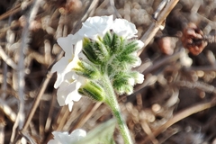 Heliotropium europaeum
