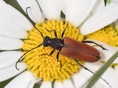 Anastrangalia dubia