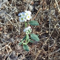 Heliotropium europaeum