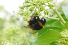 Bombus