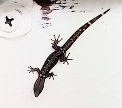 Sphaerodactylus glaucus