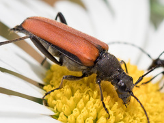 Anastrangalia dubia