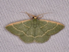 Chlorochlamys phyllinaria