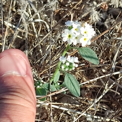 Heliotropium europaeum