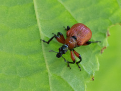 Apoderus coryli