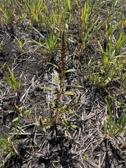 Amaranthus powellii
