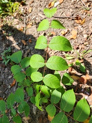 Juglans