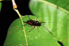Pimpla rufipes