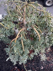 Caragana arborescens