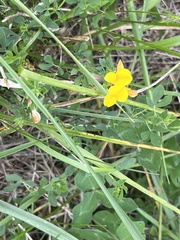 Lotus corniculatus