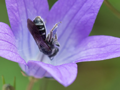 Lasioglossum costulatum