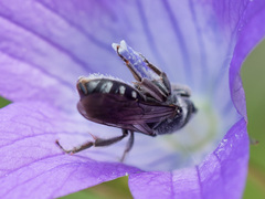 Lasioglossum costulatum