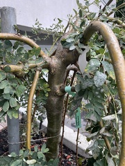 Caragana arborescens