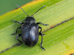 Bromius obscurus