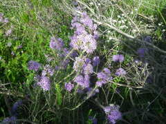 Agathosma ciliaris
