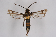 Synanthedon bosqi