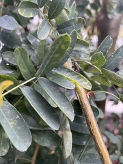 Caragana arborescens