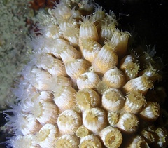 Montastraea cavernosa