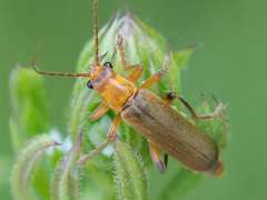 Cantharis