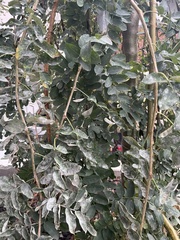 Caragana arborescens