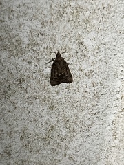 Platynota idaeusalis