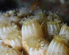 Montastraea cavernosa