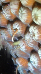 Montastraea cavernosa