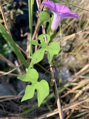 Ipomoea cordatotriloba