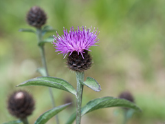 Centaurea nigra