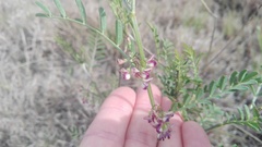 Lessertia brachystachya