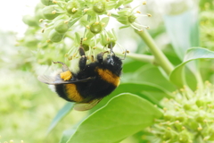 Bombus