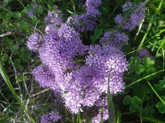 Agathosma ciliaris