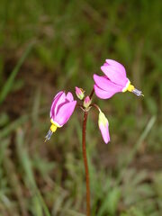 Primula pauciflora