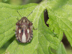 Eurygaster testudinaria
