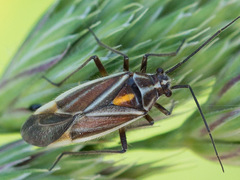 Horistus orientalis