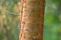 Prunus maackii