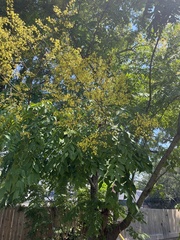 Koelreuteria paniculata