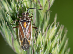 Horistus orientalis