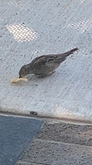 Passer domesticus