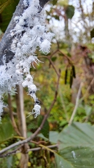 Prociphilus tessellatus