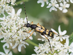 Rutpela maculata