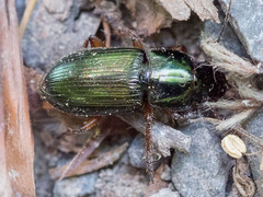 Harpalus affinis