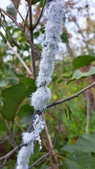 Prociphilus tessellatus