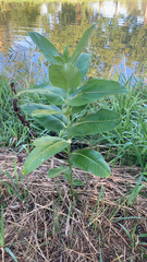 Asclepiadoideae